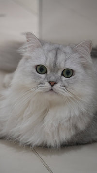 テレサ