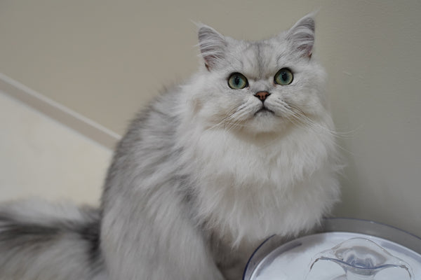 セナ