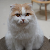 ポップ