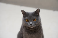 ネネ