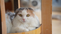 杏