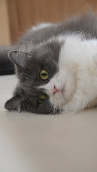 フワリ