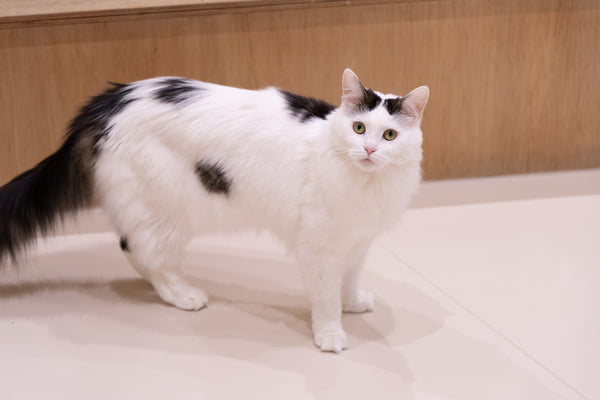 ピアリィ