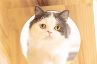 アルン