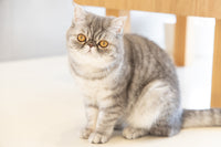 ミア