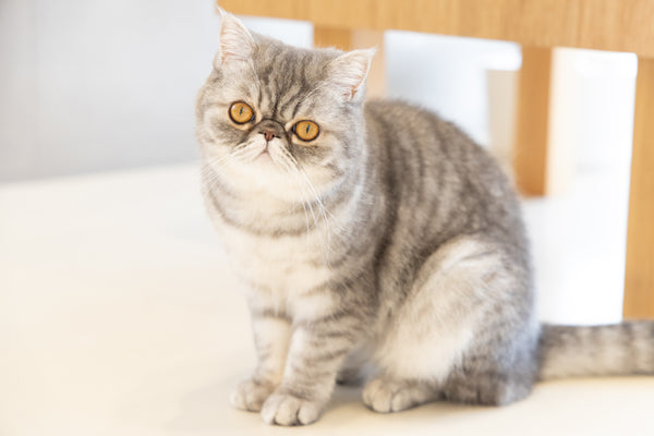ミア