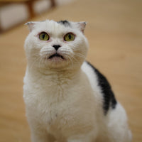 ウシマル