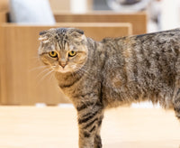 マカロン