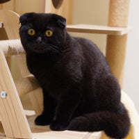 柚希