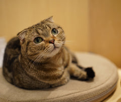 コテツ