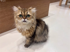 チェリ
