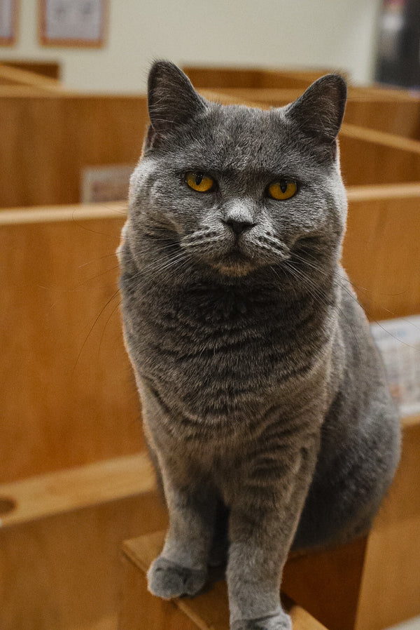 グリ の写真