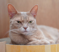 ラン