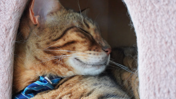 モモコ の写真