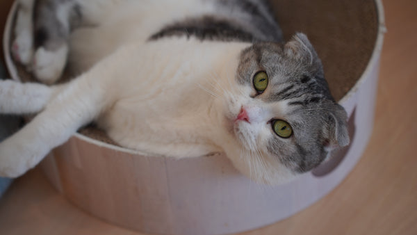 マル