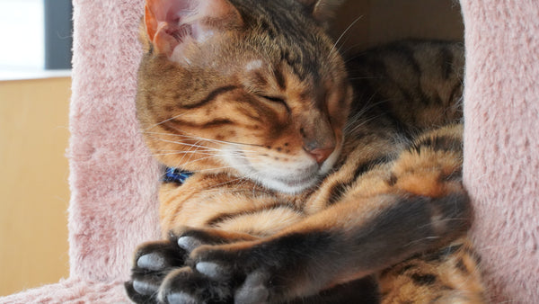 モモコ の写真
