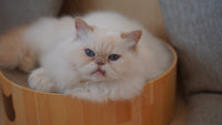 マシュマロ
