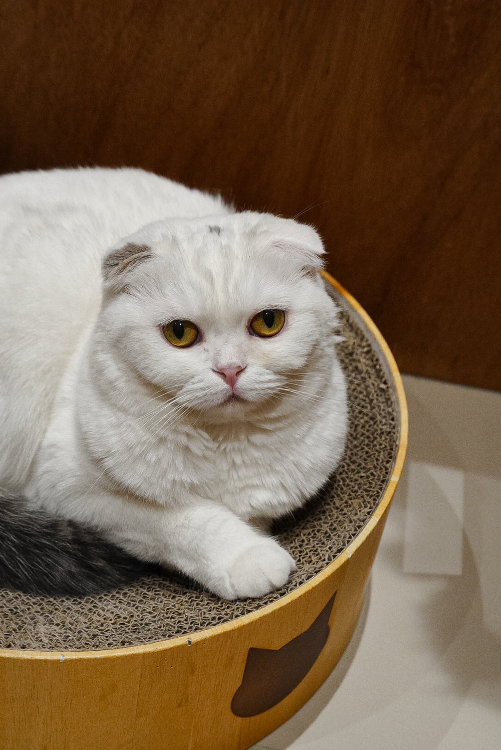 モチ