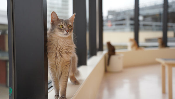 ソラリ の写真