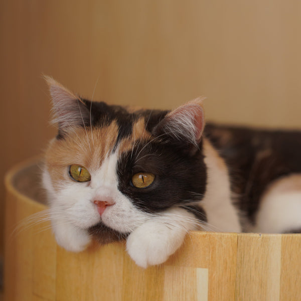 コタツ の写真