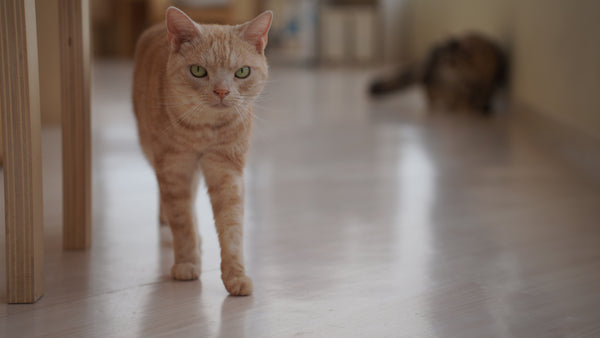 キョモ の写真