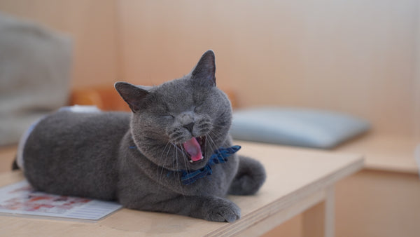 ダイゴロウ の写真