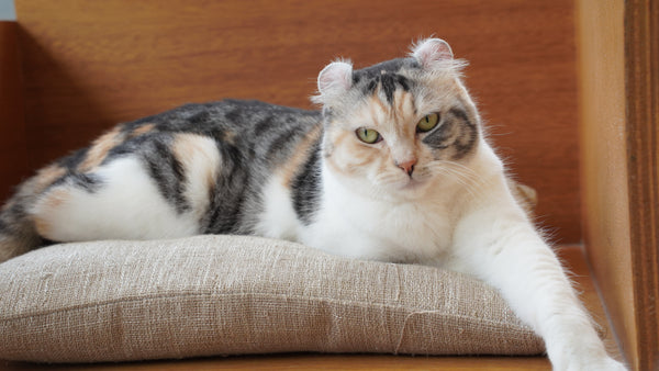 ツクシ の写真