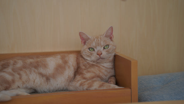 キョモ の写真