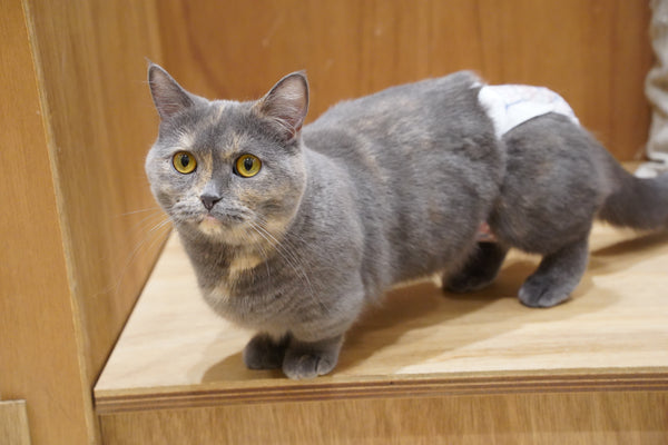 ヨヒラ の写真