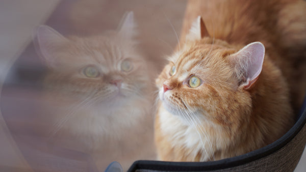フラン の写真