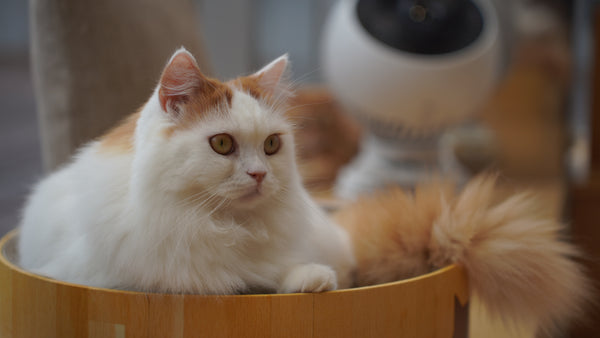 ナノハ の写真