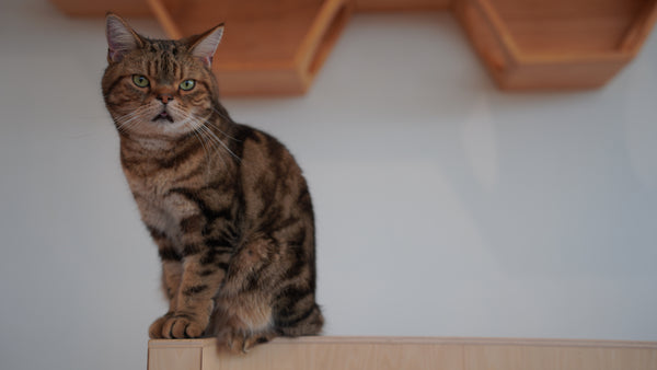 トラ の写真