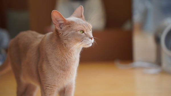 ラン の写真