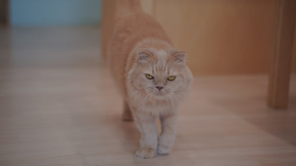 ムーン の写真