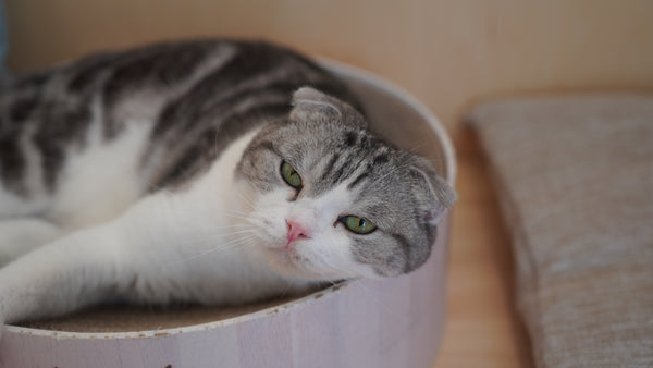 マル の写真