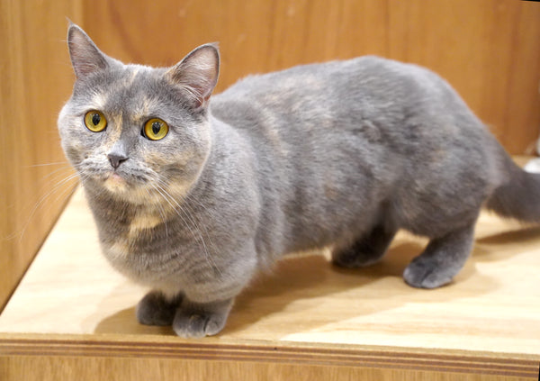 ヨヒラ の写真