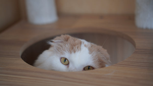 ポニ の写真