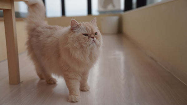 ウニ の写真