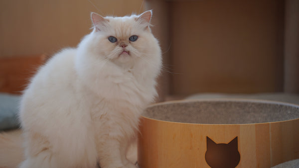 マシュマロ の写真
