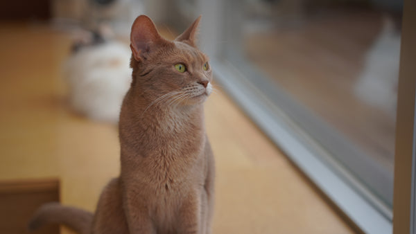 ラン の写真