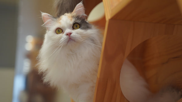 ナミ の写真