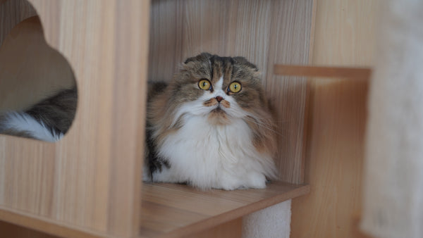 クルミ の写真