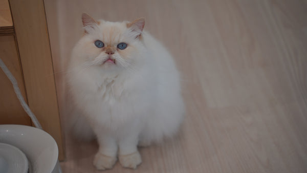 マシュマロ の写真