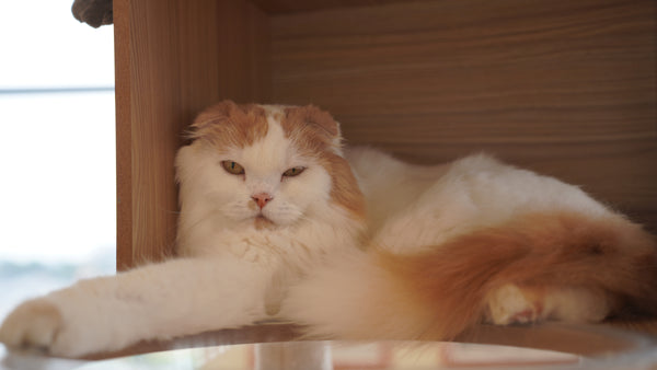 ポニ の写真