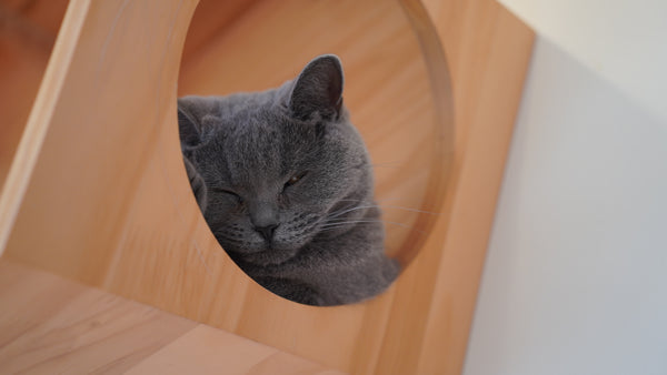 ナイア の写真