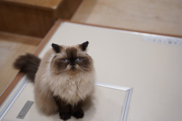 ニイナ の写真