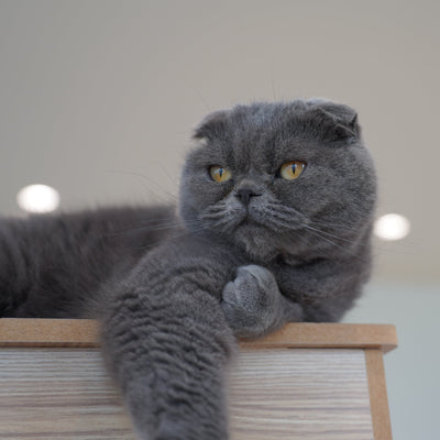 コウメ