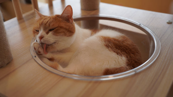 モモスケ の写真