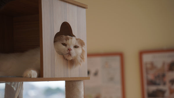 ポニ の写真