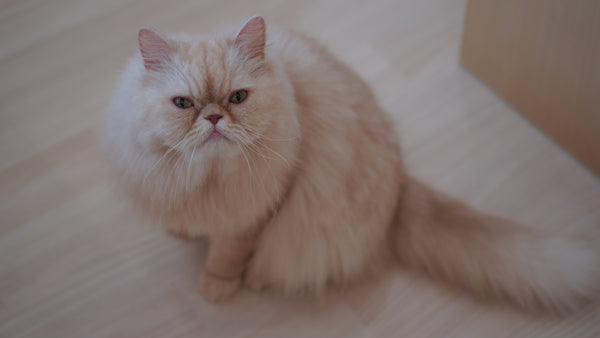 ウニ の写真